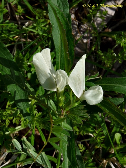 {Vicia grandiflora}